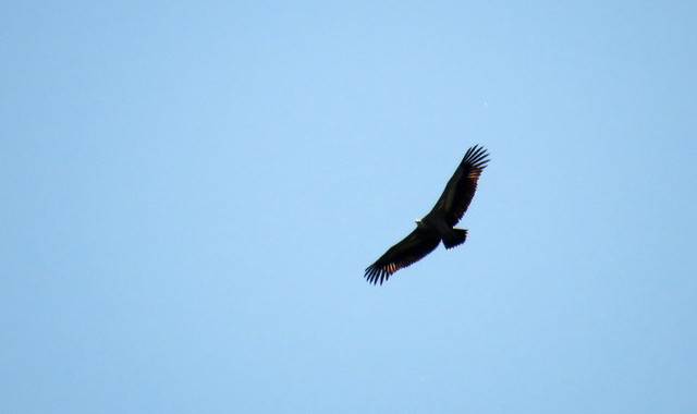 038 vol de vautour