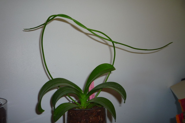 Phalaenopsis pulchra : Couper ou ne pas couper ... telle est la question ! 16082501193017991314450566