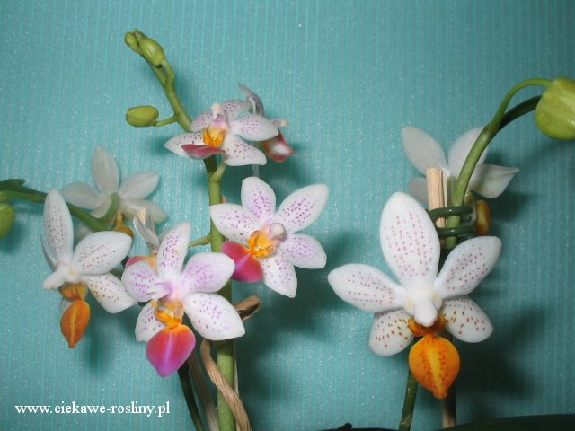 Phalaenopsis mini mark 16082905145320151714458835
