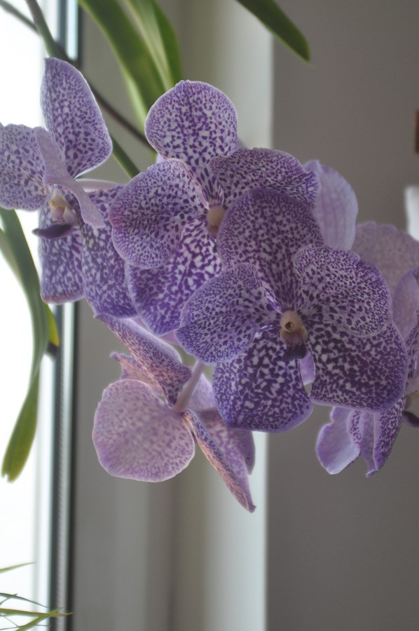 Vanda Yano Blue. 16091303485215998014488606