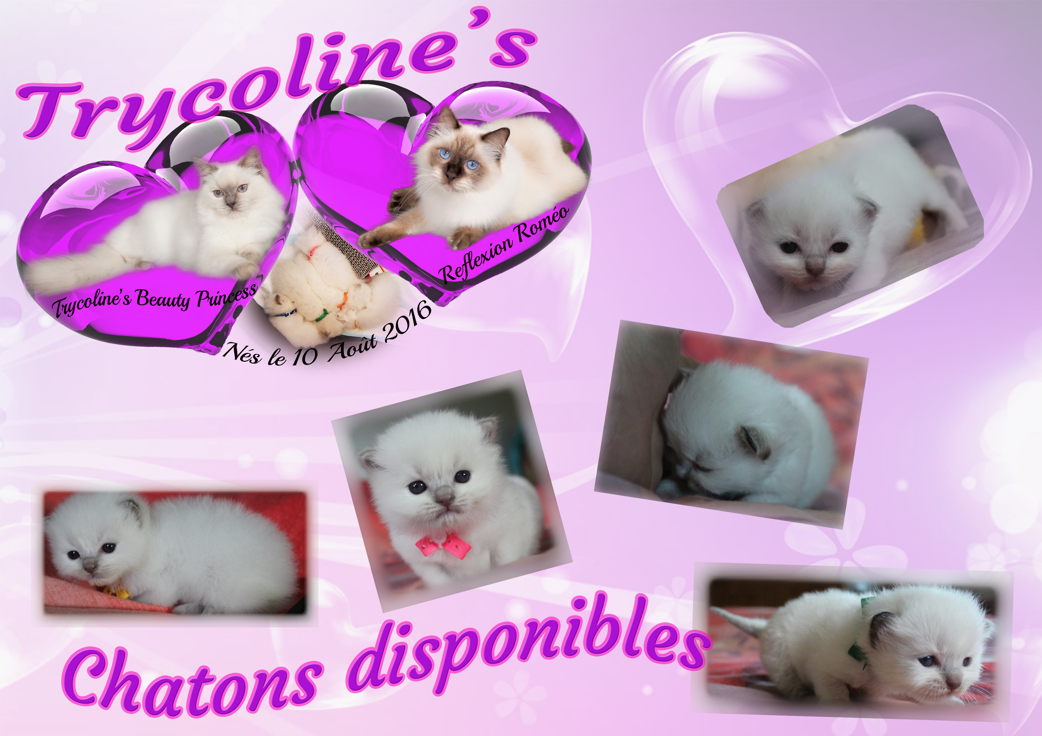 Photo cadre d'exposition Royal Canin Chatons disponibles 