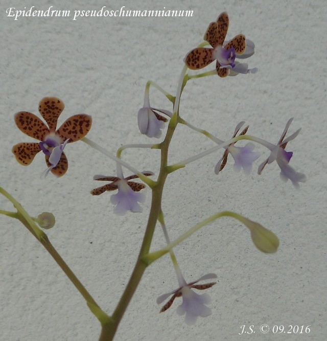 Epidendrum pseudoschumannianum 16091408485511420014491575
