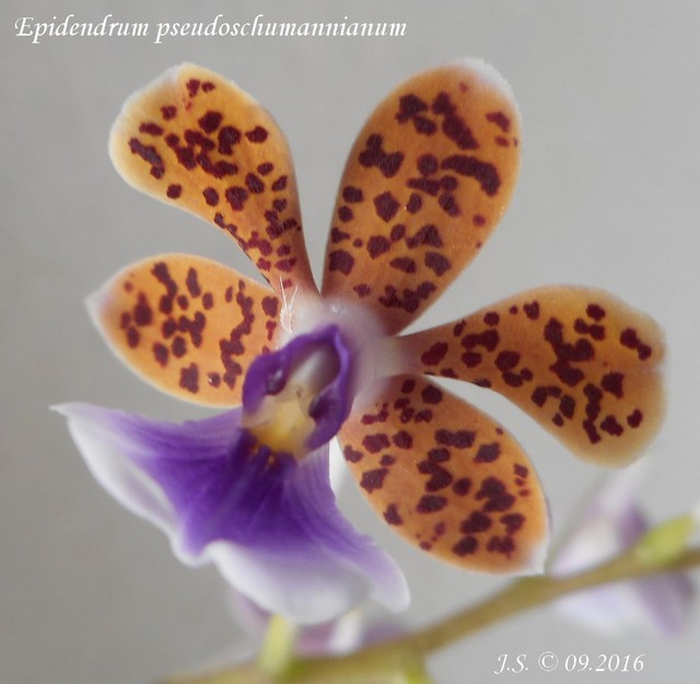 Epidendrum pseudoschumannianum 16091408485711420014491577