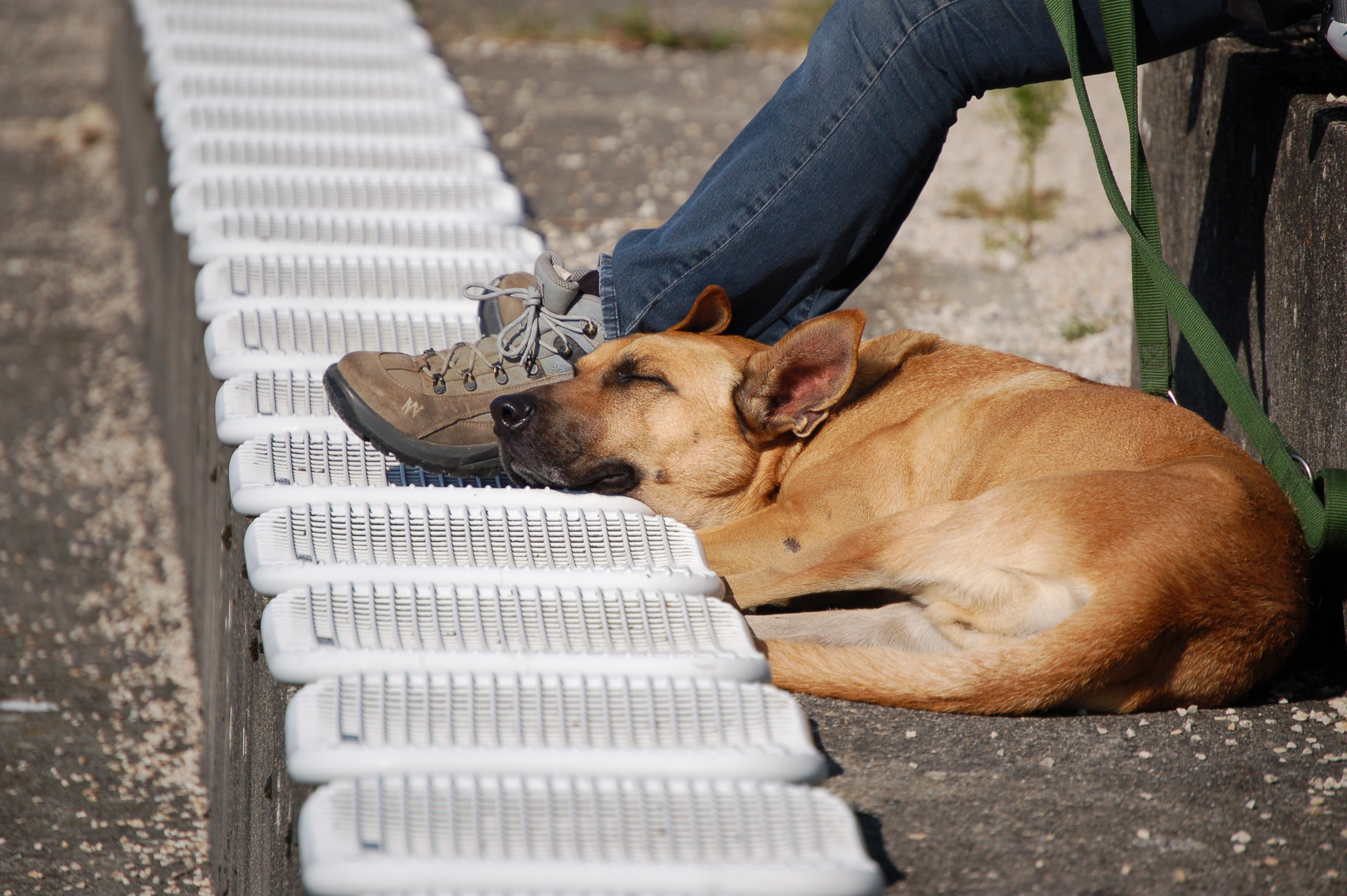 Photographie d'animaux - conseils pour devenir un pro ! - Page 38 16100106003516671914529015