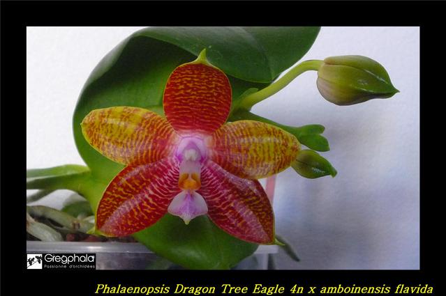 Phalaenopsis Dragon Tree Eagle 4n X amboinesis f. flavida 16100303564417991314532630