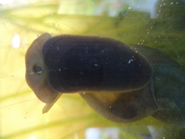 Le sourire de la stagnalis 2