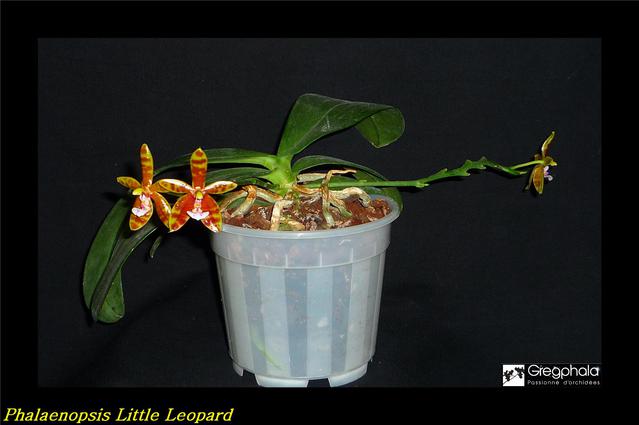 Phalaenopsis Little Leopard (mariae x cornu cervi) 16101306120017991314554627