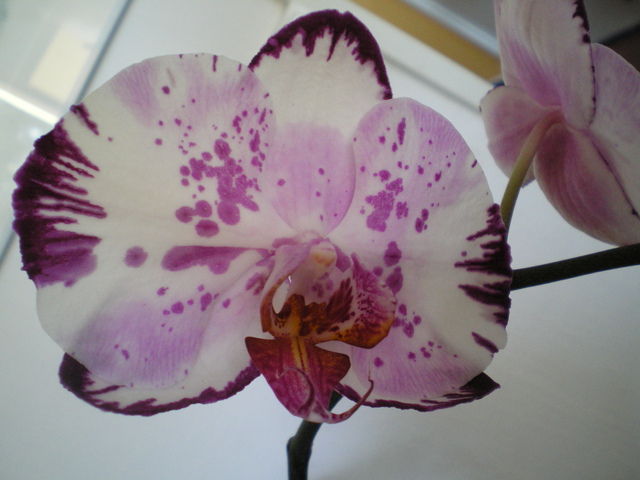  Phalaenopsis hybride 'Magic Art' 16101308294220151714553321