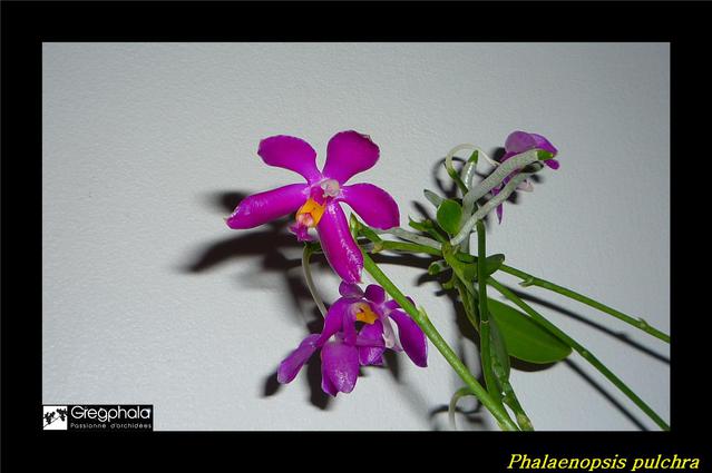 Phalaenopsis pulchra 16101402483117991314556089