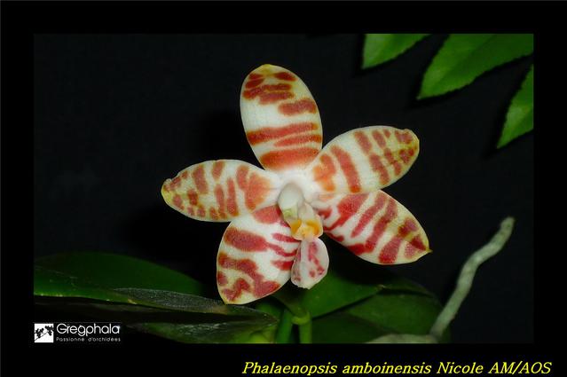 Phalaenopsis amboinensis Nicole AM/AOS 16101402532317991314556094