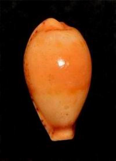 katsuae - Palmulacypraea katsuae (Kuroda, 1960) 16101909511914587714567390