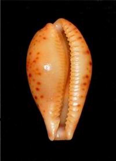 katsuae - Palmulacypraea katsuae (Kuroda, 1960) 16101909512414587714567391
