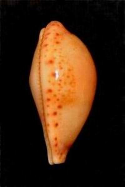 Palmulacypraea katsuae (Kuroda, 1960) 16101909513114587714567393