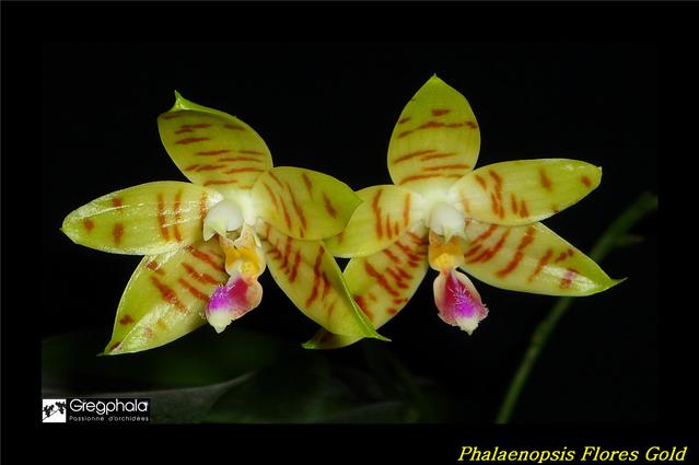 Phalaenopsis Flores Gold 16102109543117991314571574