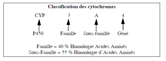 classifications des cytochrome