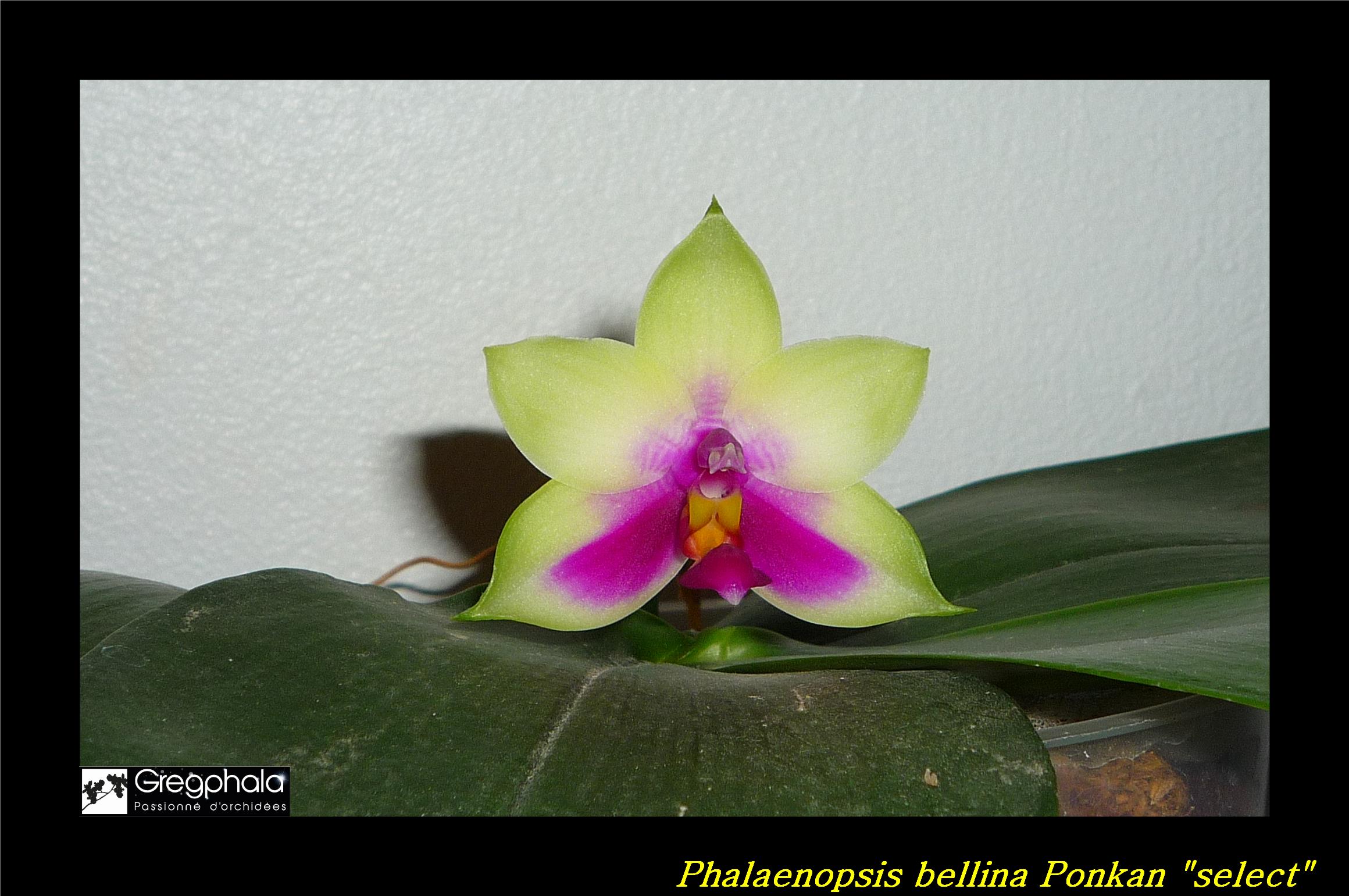 Phalaenopsis bellina 'Ponkan' 16112307195417991314655062