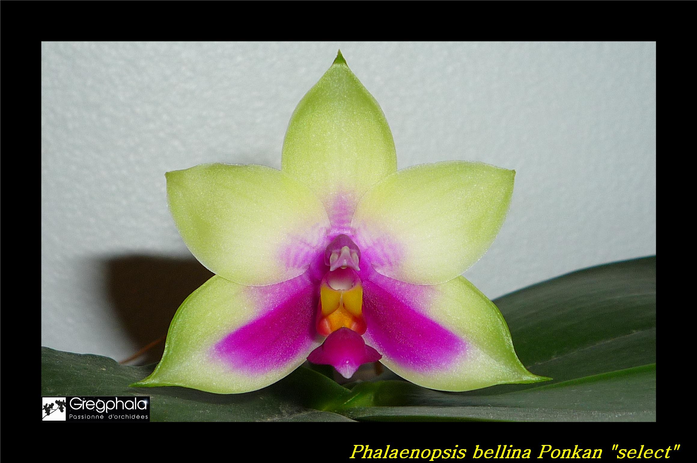 Phalaenopsis bellina 'Ponkan' 16112307200017991314655063