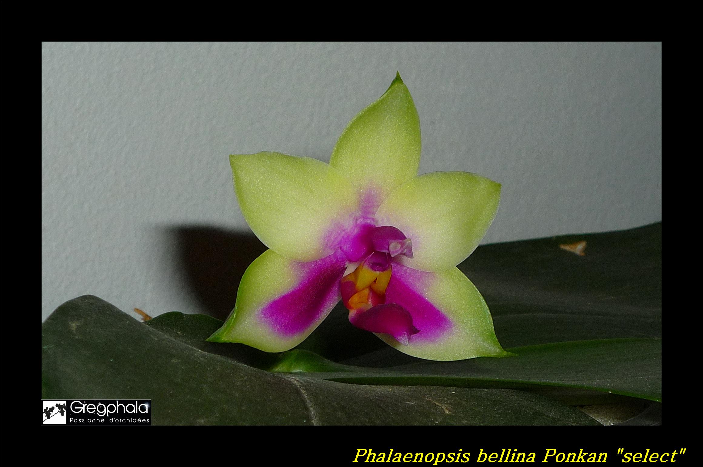 Phalaenopsis bellina 'Ponkan' 16112307200617991314655064