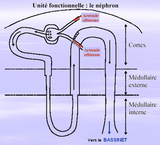 nephron 2 png