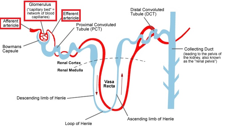 nephron 3 png