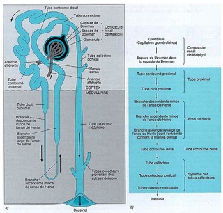 nephron 4 png.