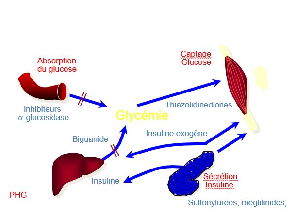 pathogenie du diabete2