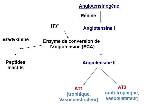 renine angiotensine aldo1