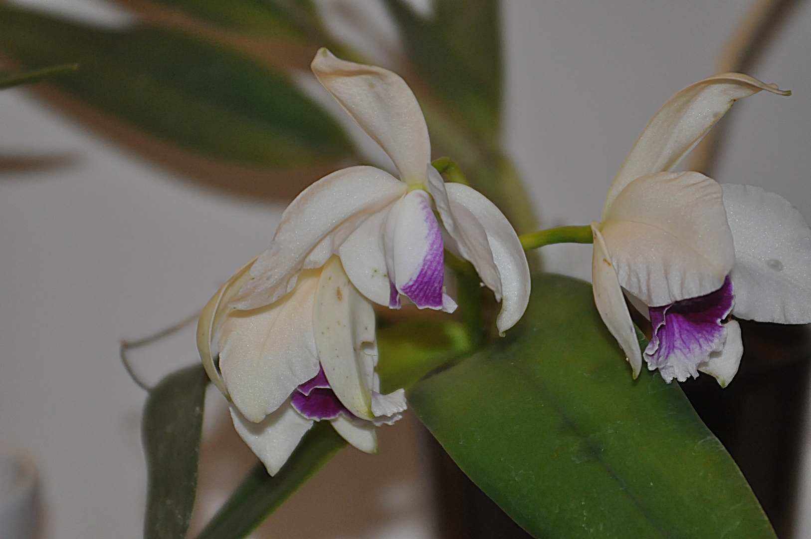 laelia purpurata carnea 16121811400815998014713576