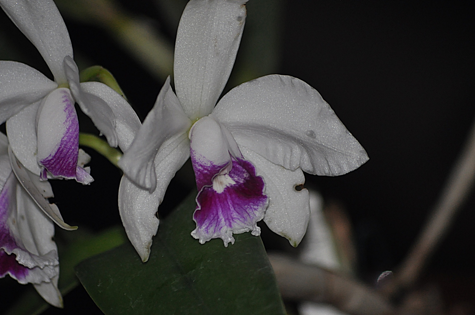 laelia purpurata carnea 16121811402415998014713578