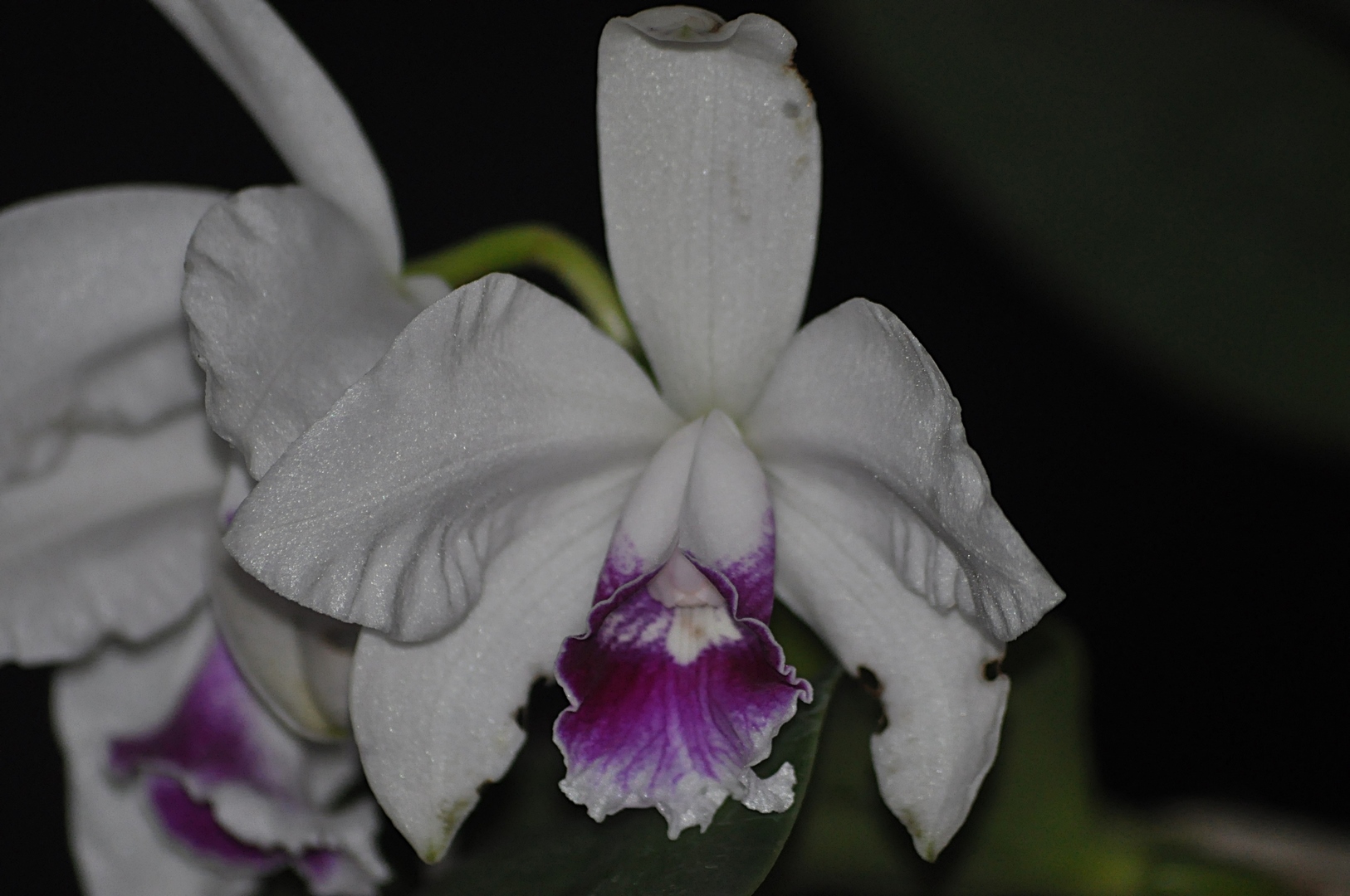 laelia purpurata carnea 16121811403415998014713580