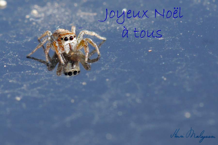 Arai-Salti-Pelissanne-5,1mm-(12)-copie-2