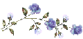 fleursbleues
