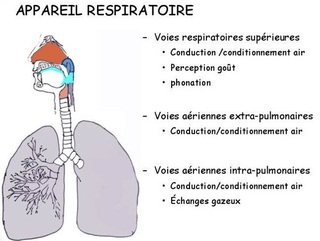 appareil respiratoire