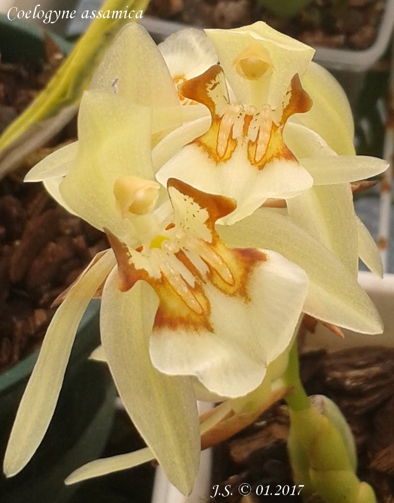 Coelogyne assamica 17011911582411420014785211