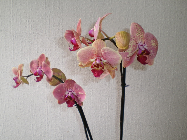 Phal.'Expression Beauty' 17012604575720151714802454