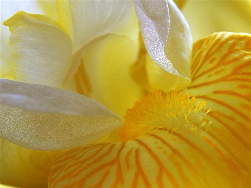5349_l iris jaune