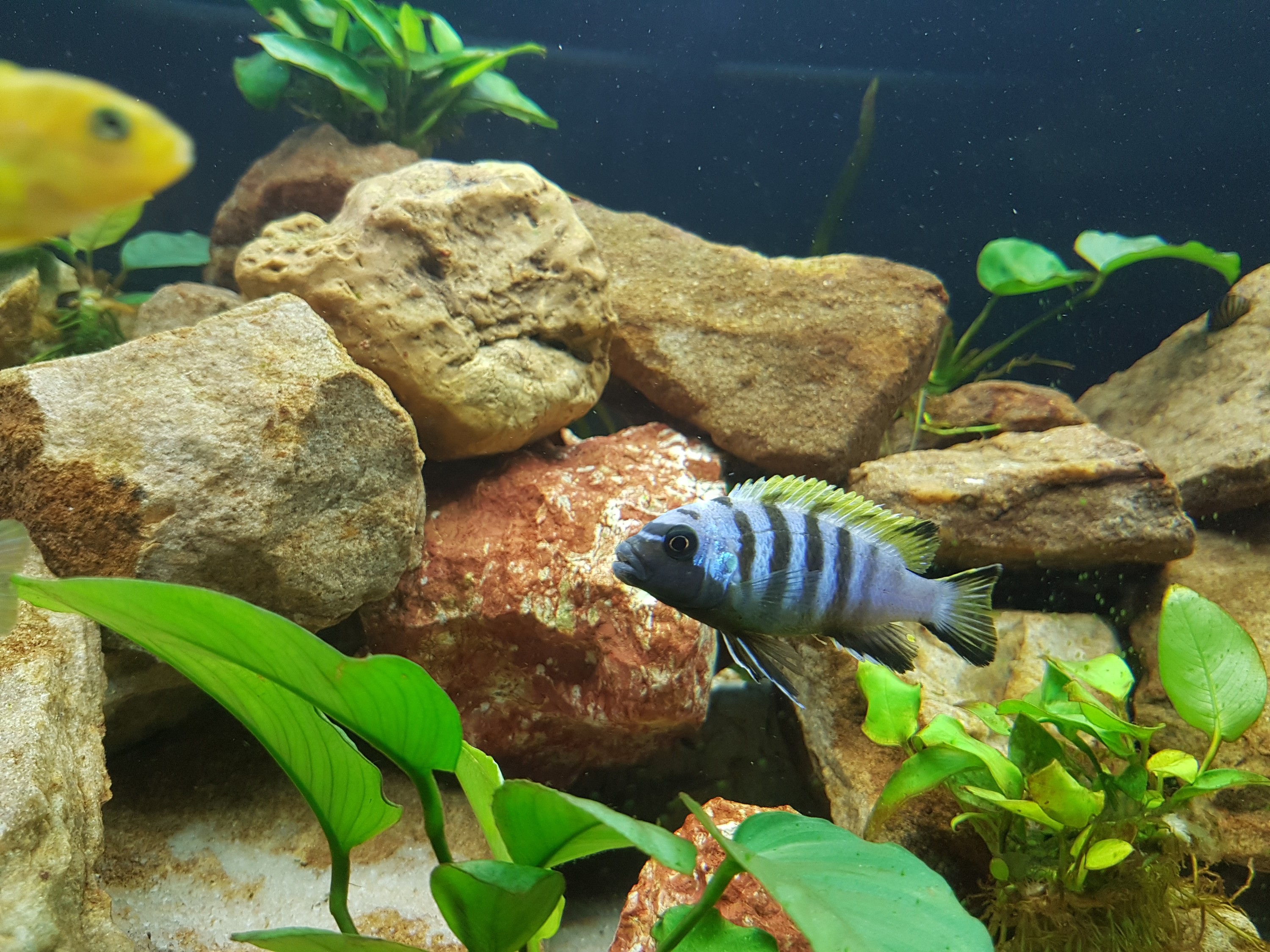 20170128_Maylandia sp.zebra long pelvic Chesese male