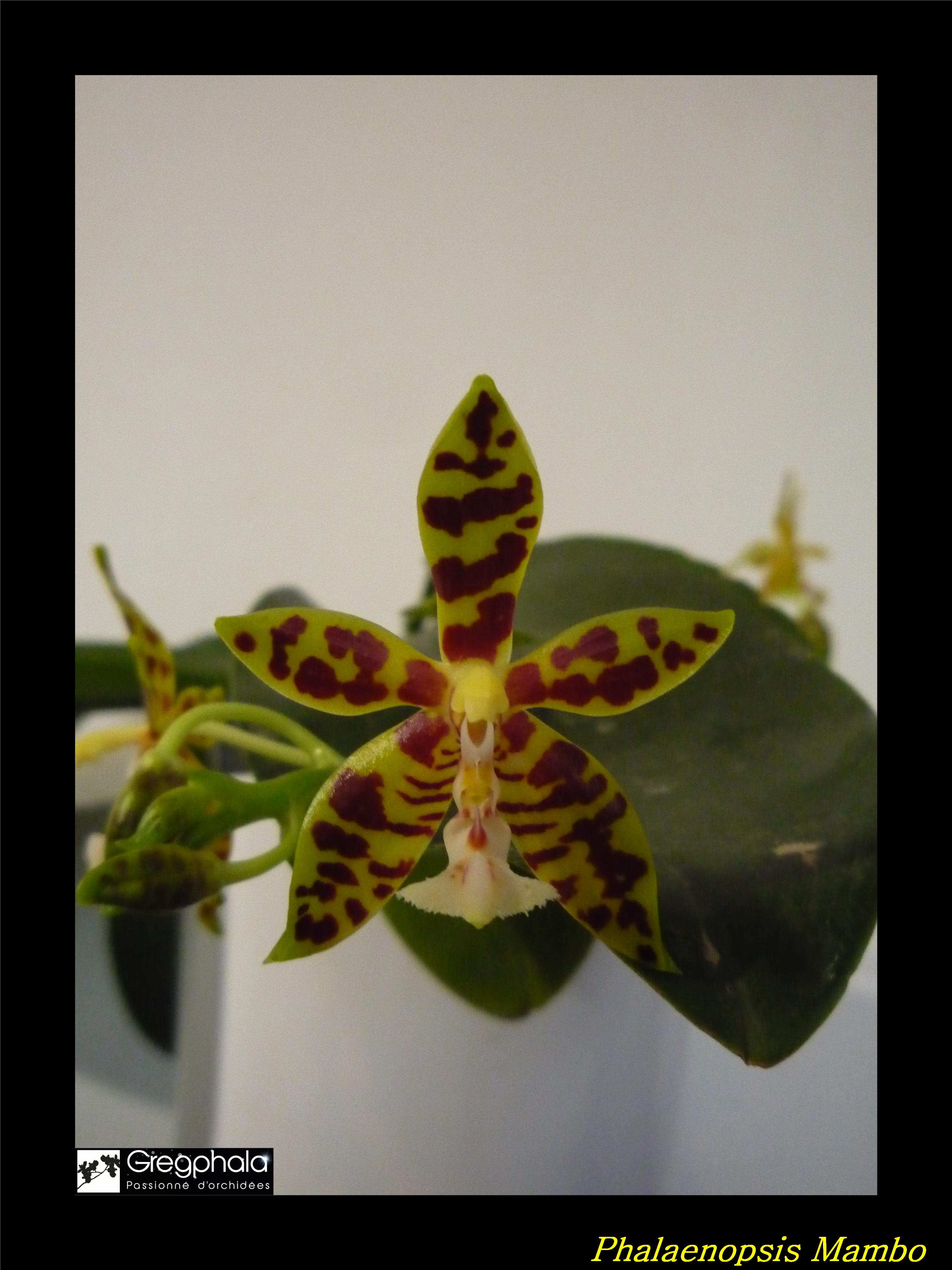 Phalaenopsis Mambo (mannii x amboinensis) 17020102001217991314817492