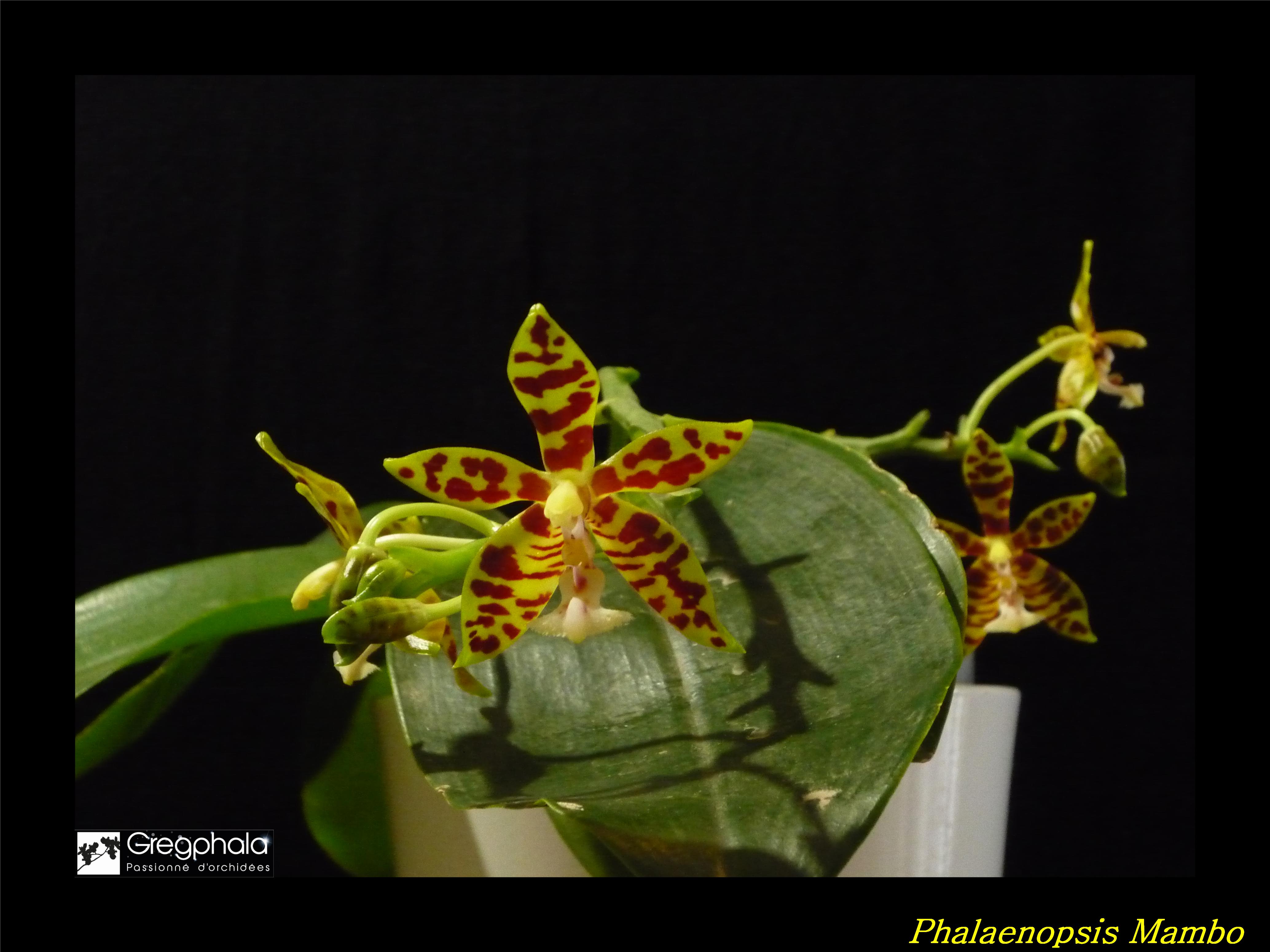 Phalaenopsis Mambo (mannii x amboinensis) 17020102002217991314817493