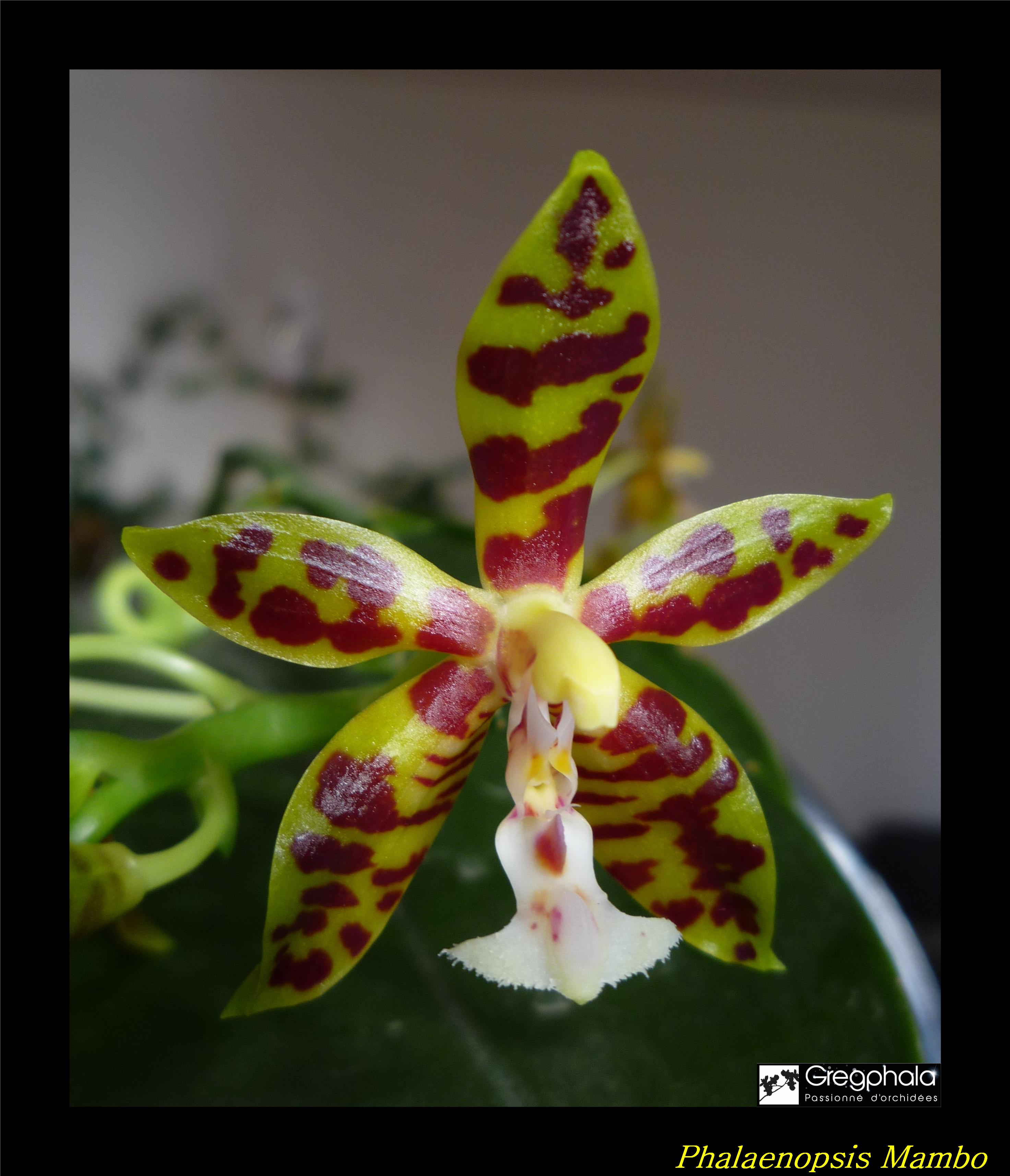 Phalaenopsis Mambo (mannii x amboinensis) 17020104464017991314817953