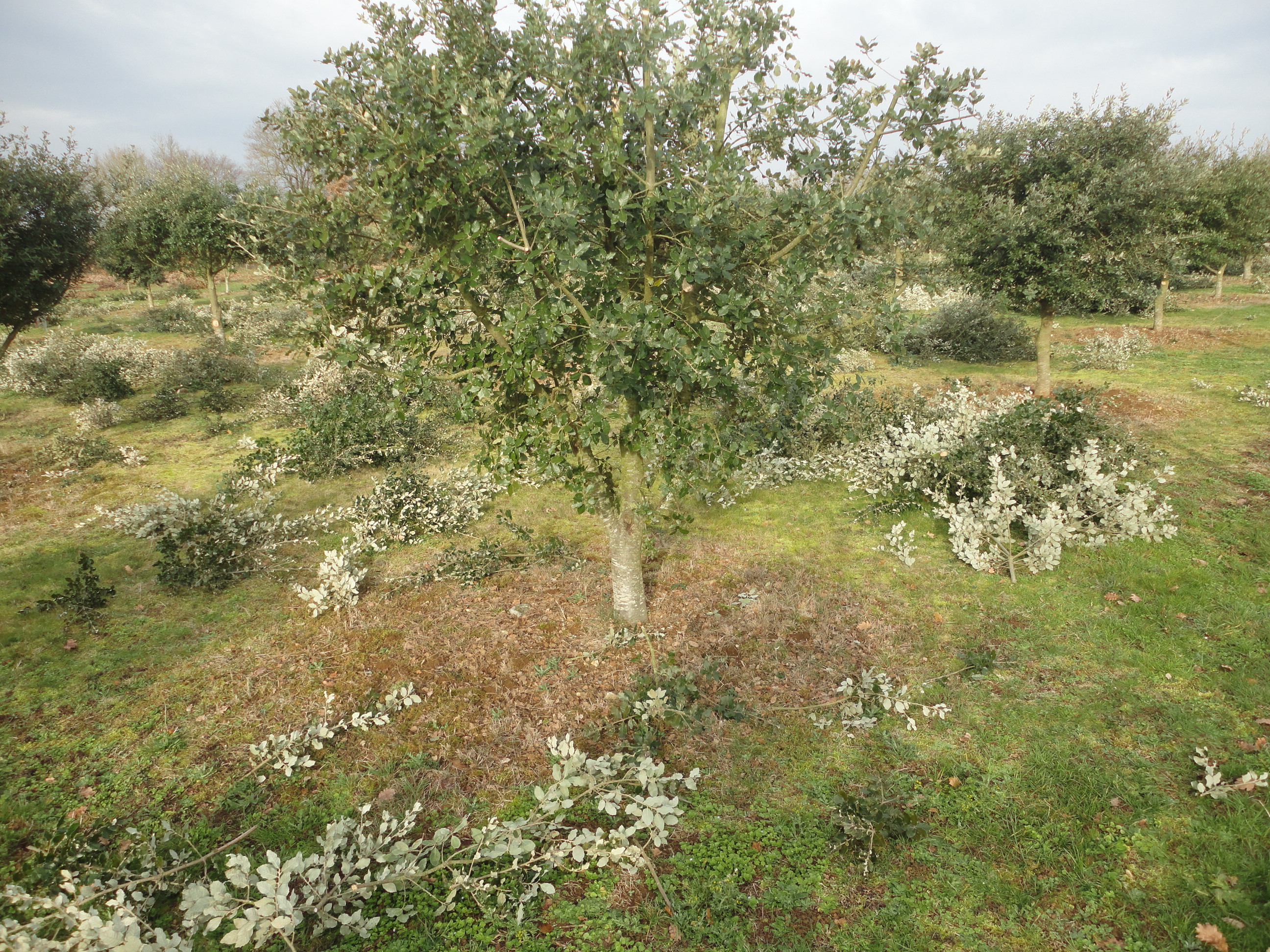 Apr&egrave;s taille 001