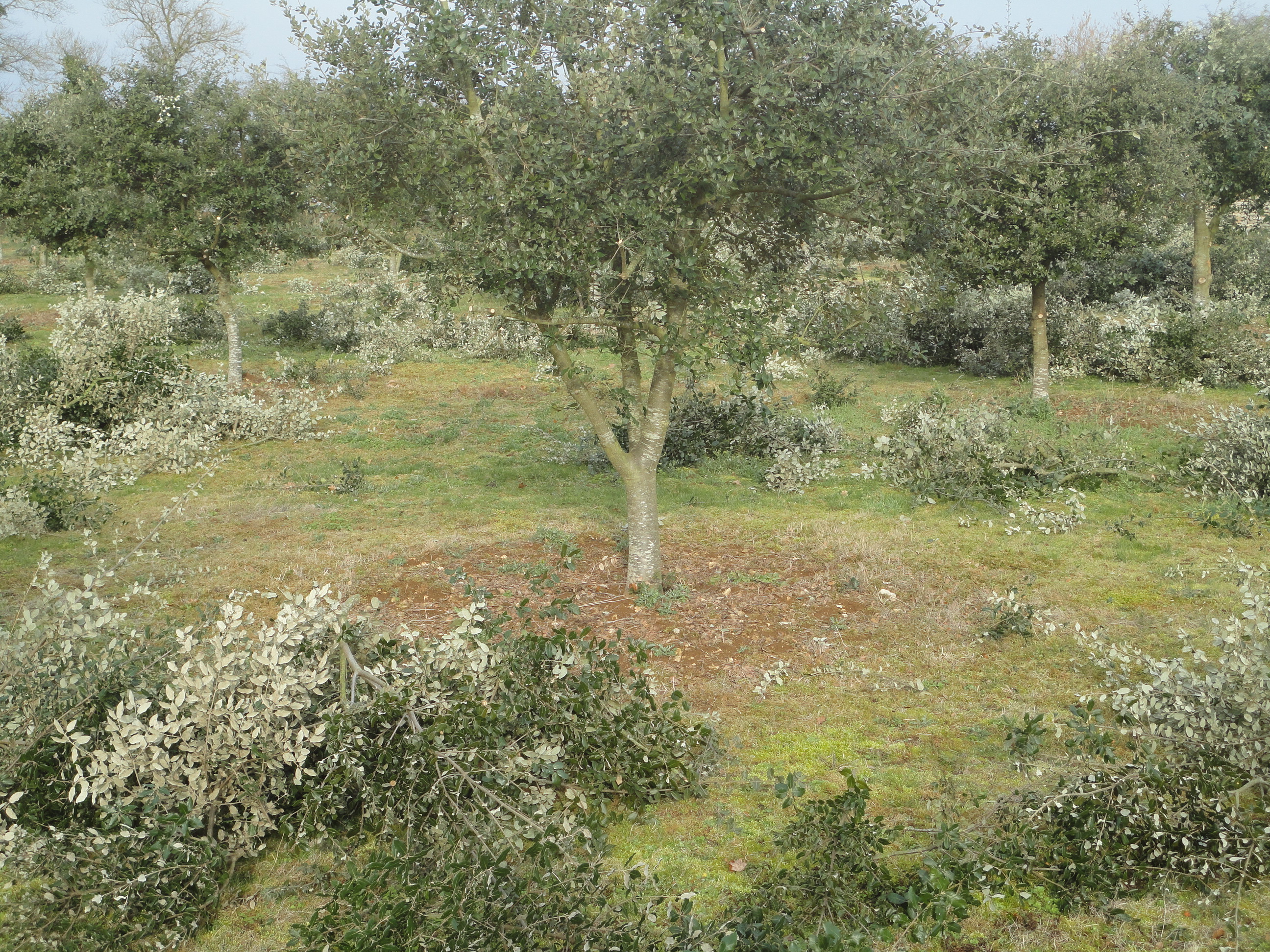 Apr&egrave;s taille 003